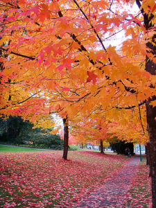 Toronto Immigration Lawyer - Fall Leaves